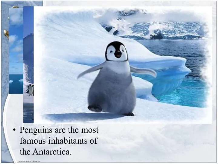 Penguins are the most famous inhabitants of the Antarcticа.