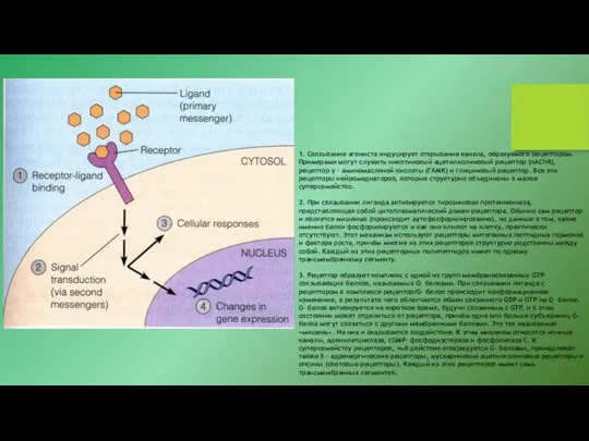 1. Связывание агониста индуцирует открывание канала, образуемого рецептором. Примерами могут служить