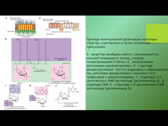 Примеры молекулярной организации некоторых структур, участвующих в путях сигнальной трансдукции. А