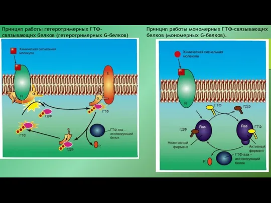 Принцип работы гетеротримерных ГТФ-связывающих белков (гетеротримерных G-белков) Принцип работы мономерных ГТФ-связывающих белков (мономерных G-белков).