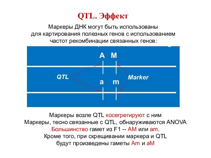 QTL. Эффект Маркеры ДНК могут быть использованы для картирования полезных генов