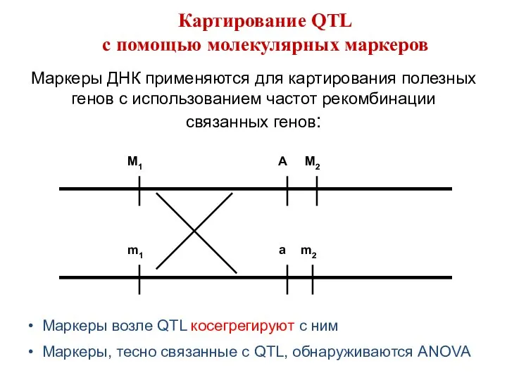 Маркеры ДНК применяются для картирования полезных генов с использованием частот рекомбинации