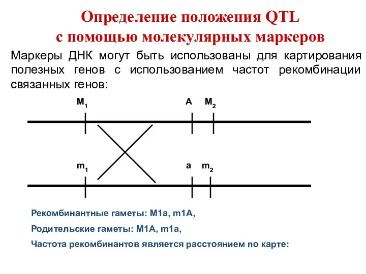 Маркеры ДНК могут быть использованы для картирования полезных генов с использованием