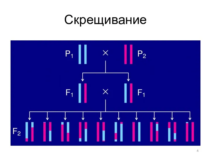 Скрещивание