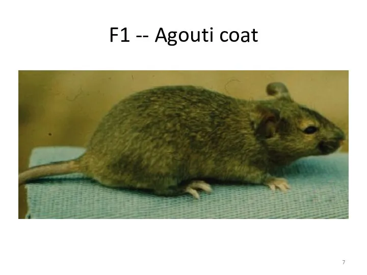 F1 -- Agouti coat