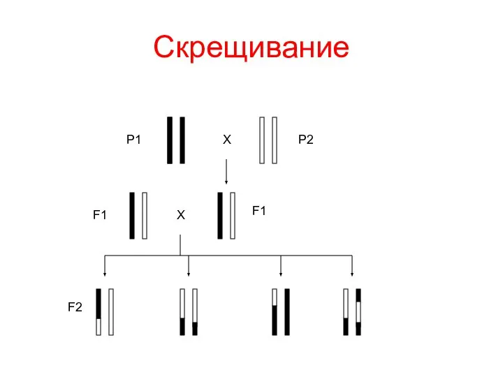 Скрещивание P1 P2 X F1 F1 X F2