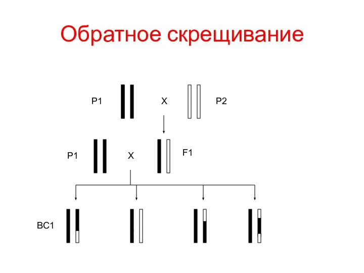 Обратное скрещивание P1 P2 X F1 P1 X BC1