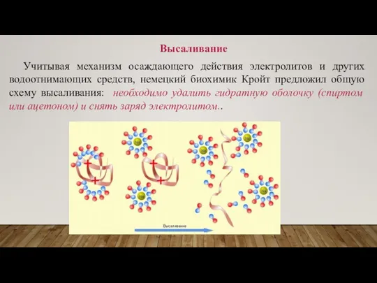 Высаливание Учитывая механизм осаждающего действия электролитов и других водоотнимающих средств, немецкий