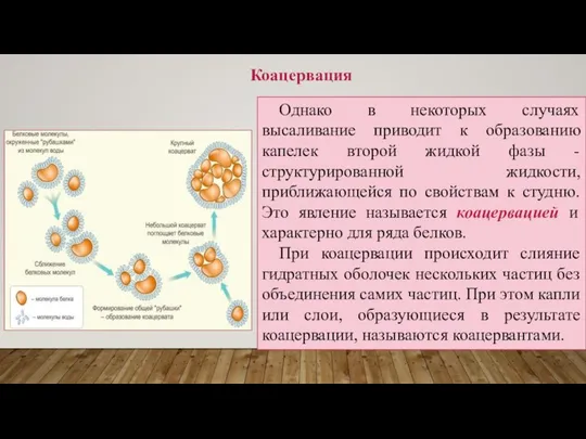 Коацервация Однако в некоторых случаях высаливание приводит к образованию капелек второй