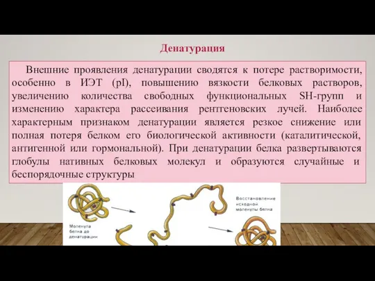 Внешние проявления денатурации сводятся к потере растворимости, особенно в ИЭТ (pI),