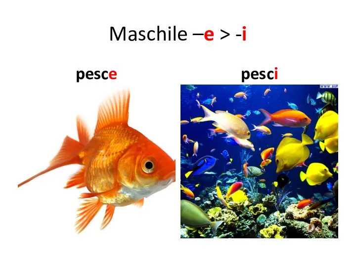 Maschile –e > -i pesce pesci