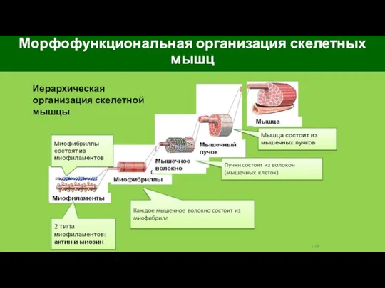 Морфофункциональная организация скелетных мышц Иерархическая организация скелетной мышцы