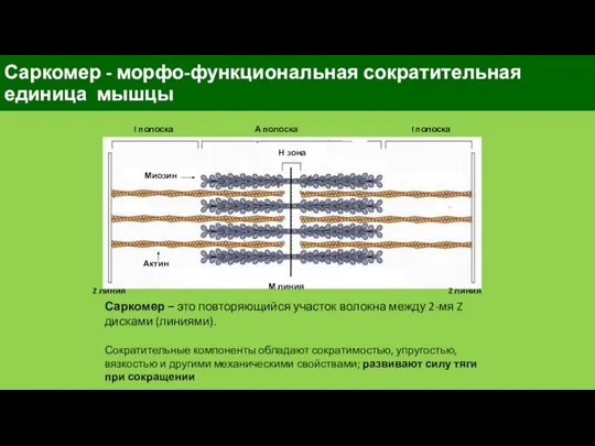 Саркомер - морфо-функциональная сократительная единица мышцы Саркомер – это повторяющийся участок