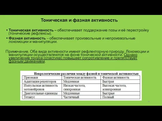 Тоническая и фазная активность Тоническая активность – обеспечивает поддержание позы и