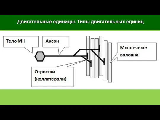 Двигательные единицы. Типы двигательных единиц