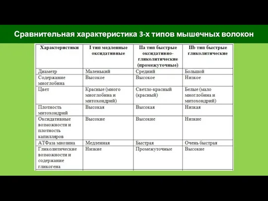 Сравнительная характеристика 3-х типов мышечных волокон