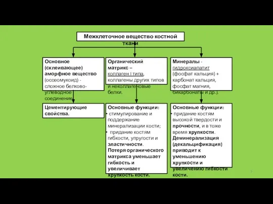 Межклеточное вещество костной ткани Основное (склеивающее) аморфное вещество (оссеомукоид) - сложное