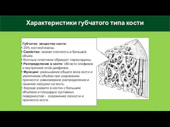 Характеристики губчатого типа кости Губчатое вещество кости: 20% костной массы. Свойства: