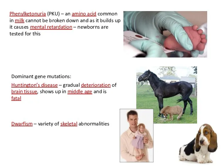 Phenylketonuria (PKU) – an amino acid common in milk cannot be