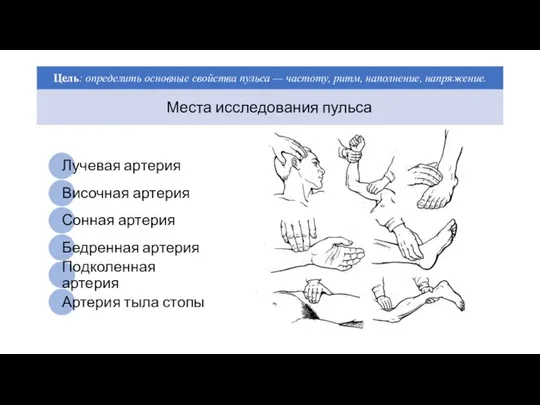 Места исследования пульса