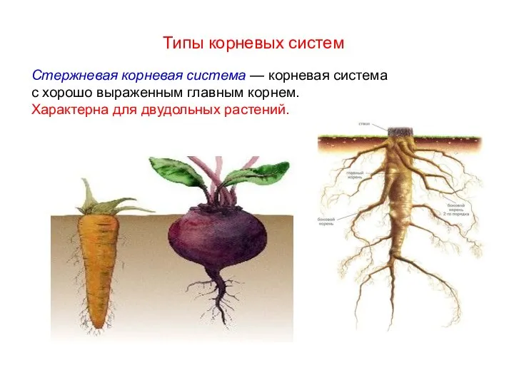 Стержневая корневая система — корневая система с хорошо выраженным главным корнем.