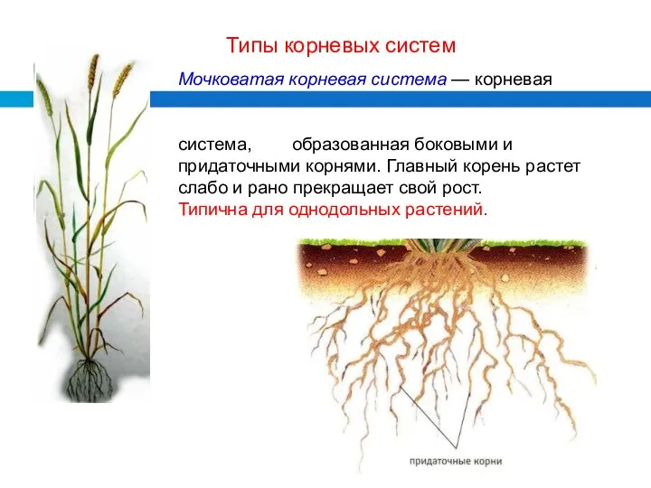 Мочковатая корневая система — корневая система, образованная боковыми и придаточными корнями.