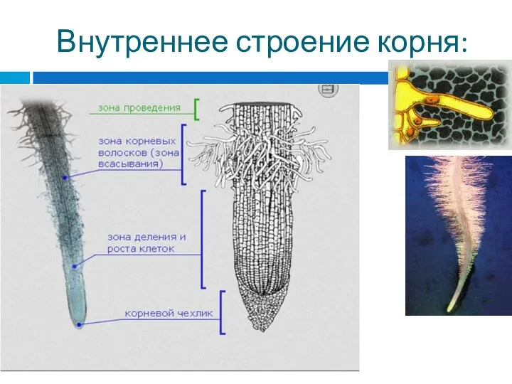 Внутреннее строение корня: