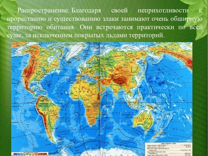 Распространение. Благодаря своей неприхотливости к прорастанию и существованию злаки занимают очень