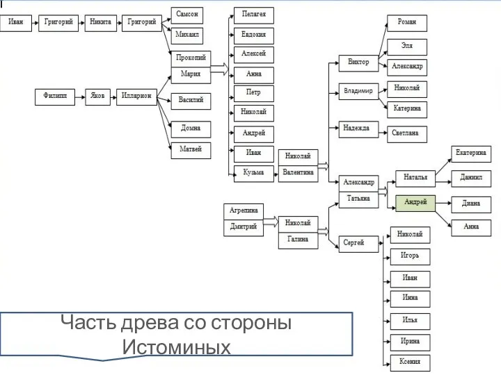 Часть древа со стороны Истоминых