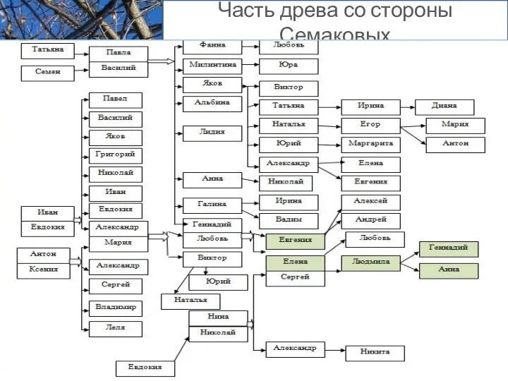 Часть древа со стороны Семаковых