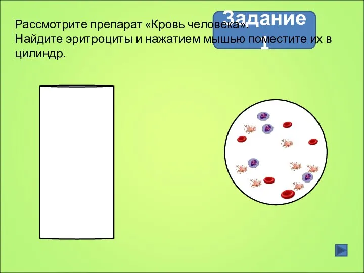 Задание 1 Рассмотрите препарат «Кровь человека». Найдите эритроциты и нажатием мышью поместите их в цилиндр.