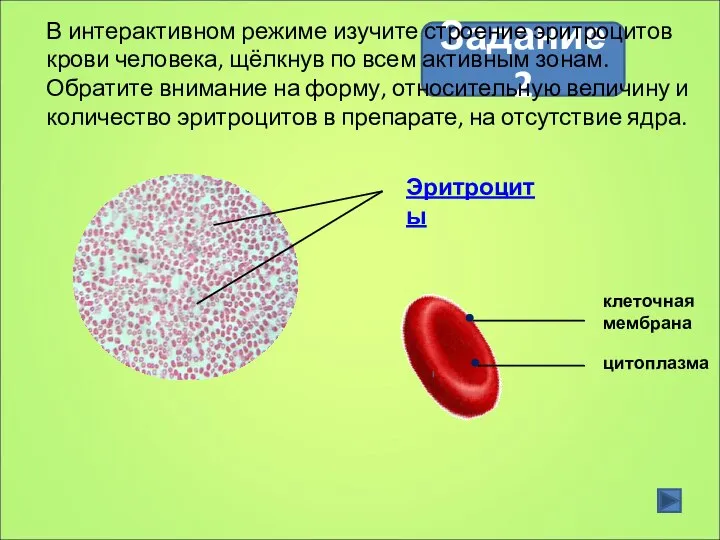 Задание 2 В интерактивном режиме изучите строение эритроцитов крови человека, щёлкнув