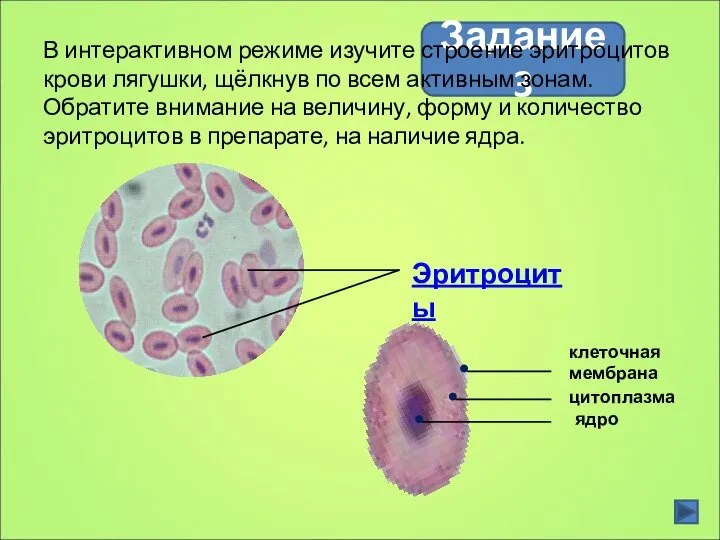 Задание 3 В интерактивном режиме изучите строение эритроцитов крови лягушки, щёлкнув