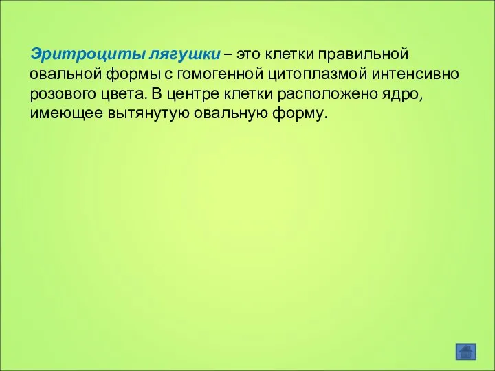 Эритроциты лягушки – это клетки правильной овальной формы с гомогенной цитоплазмой