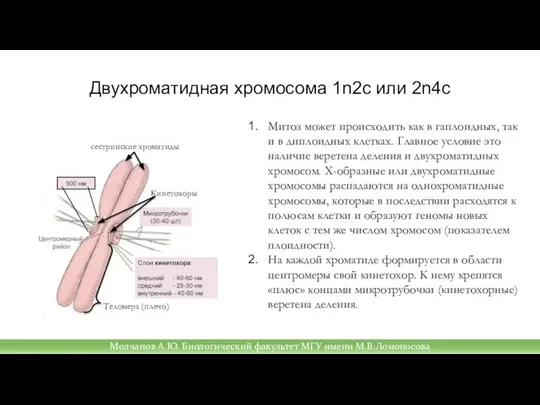 Двухроматидная хромосома 1n2c или 2n4c Митоз может происходить как в гаплоидных,