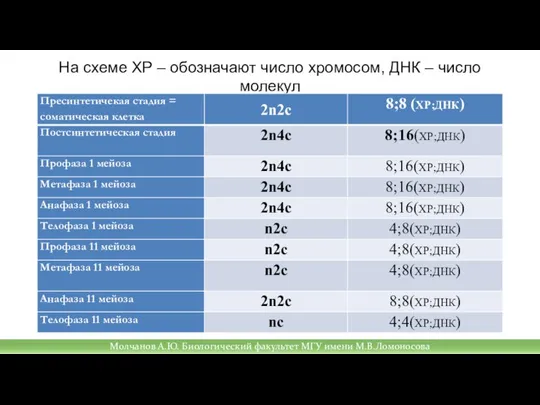 На схеме ХР – обозначают число хромосом, ДНК – число молекул