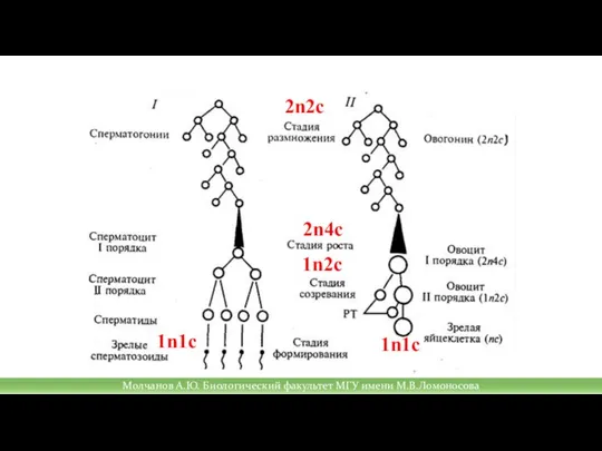 2n4c 2n2c 1n2c 1n1c 1n1c Молчанов А.Ю. Биологический факультет МГУ имени М.В.Ломоносова