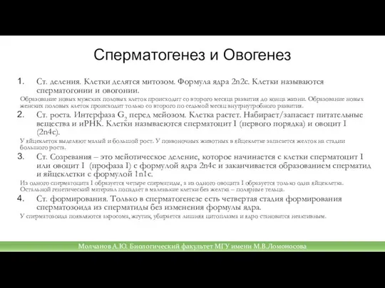 Сперматогенез и Овогенез Ст. деления. Клетки делятся митозом. Формула ядра 2n2c.