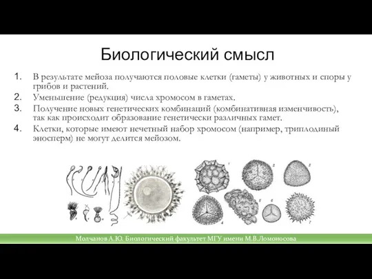 Биологический смысл В результате мейоза получаются половые клетки (гаметы) у животных