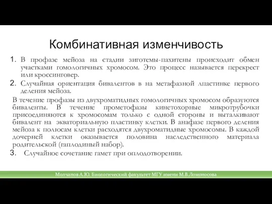 Комбинативная изменчивость В профазе мейоза на стадии зиготемы-пахитены происходит обмен участками