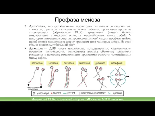 Диплотена, или диплонема — происходит частичная деконденсация хромосом, при этом часть