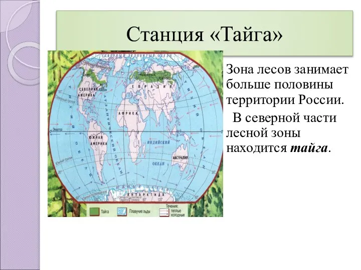 Станция «Тайга» Зона лесов занимает больше половины территории России. В северной части лесной зоны находится тайга.