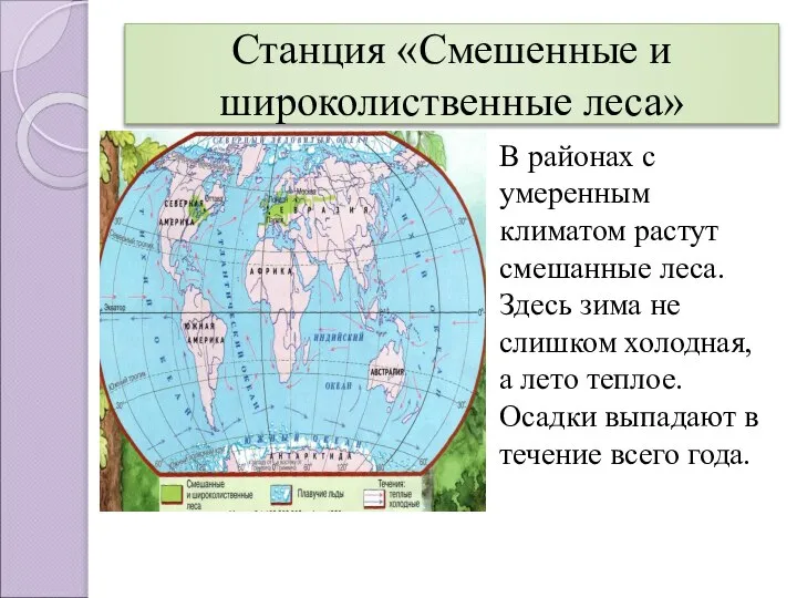 Станция «Смешенные и широколиственные леса» В районах с умеренным климатом растут