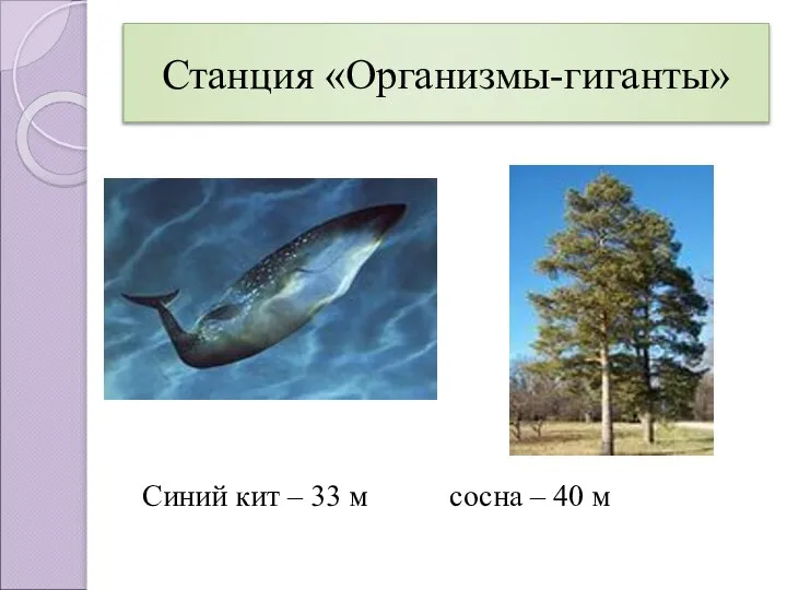 Станция «Организмы-гиганты» Синий кит – 33 м сосна – 40 м