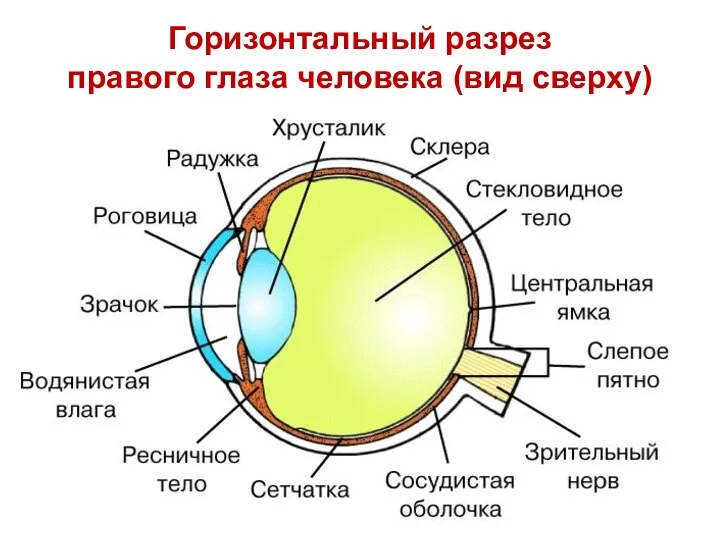 Горизонтальный разрез правого глаза человека (вид сверху)