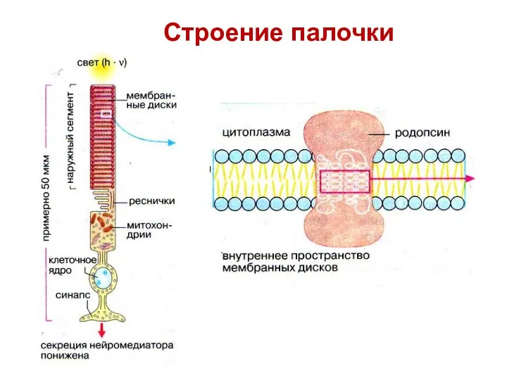 Строение палочки