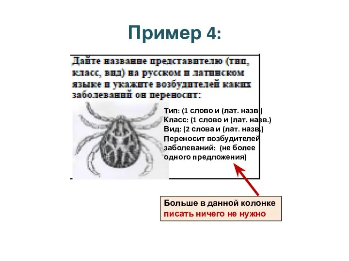 Пример 4: Тип: (1 слово и (лат. назв.) Класс: (1 слово