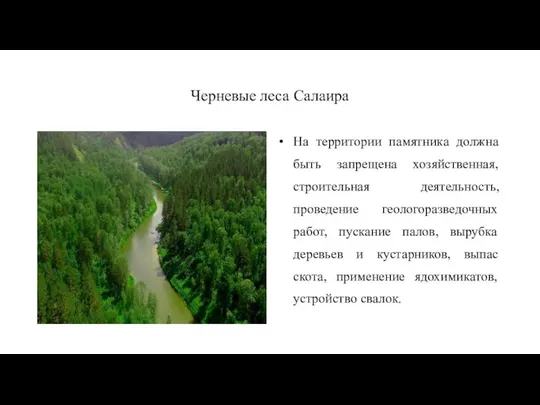 Черневые леса Салаира На территории памятника должна быть запрещена хозяйственная, строительная