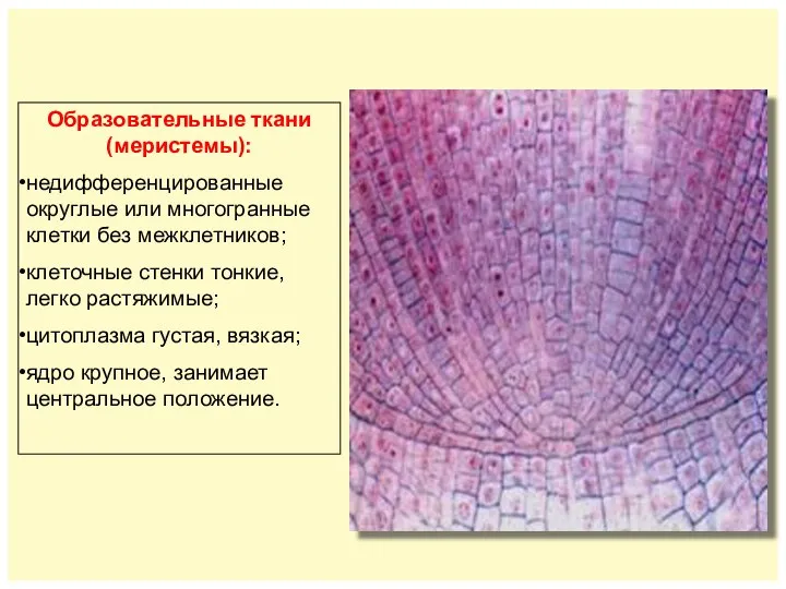 Образовательные ткани (меристемы): недифференцированные округлые или многогранные клетки без межклетников; клеточные