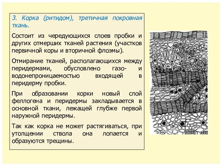 3. Корка (ритидом), третичная покровная ткань. Состоит из чередующихся слоев пробки